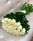25 белых роз Эквадор 1661