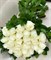 25 белых роз Эквадор - фото 5238